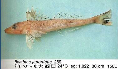 Bembras japonicus
